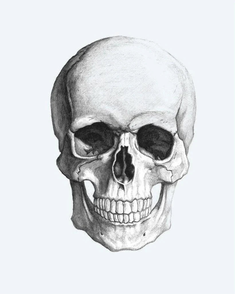Design del tatuaggio semi-permanente Teschio Realistico di INKON – illustrazione anatomicamente, umano, teschio, matita, schizzo, 4 x 7 in (10x17cm), disponibile su inkon.co